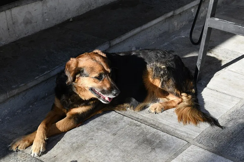 Four Paws, One Van: How to Actually Hire a Motorhome With Your Dog